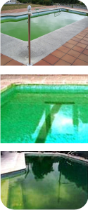 Algas en la piscina