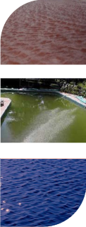 Algas pardas en piscinas